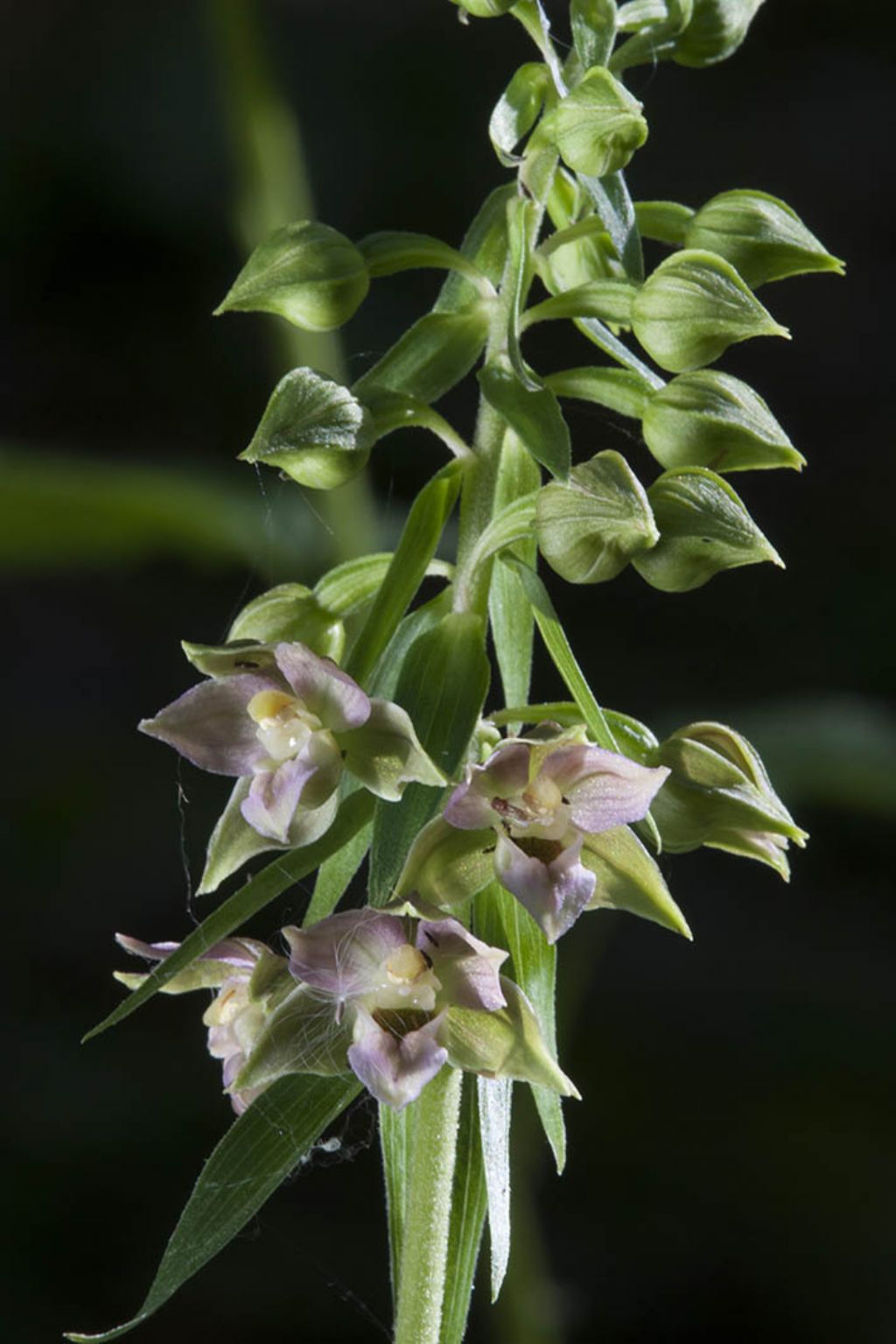 Epipactis helleborine da ID